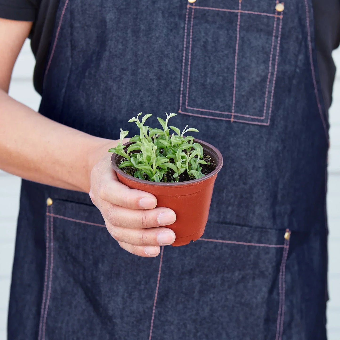 Succulent 'String of Dolphins' - Flipper’s Trails: Unique Trailing Succulent Houseplant