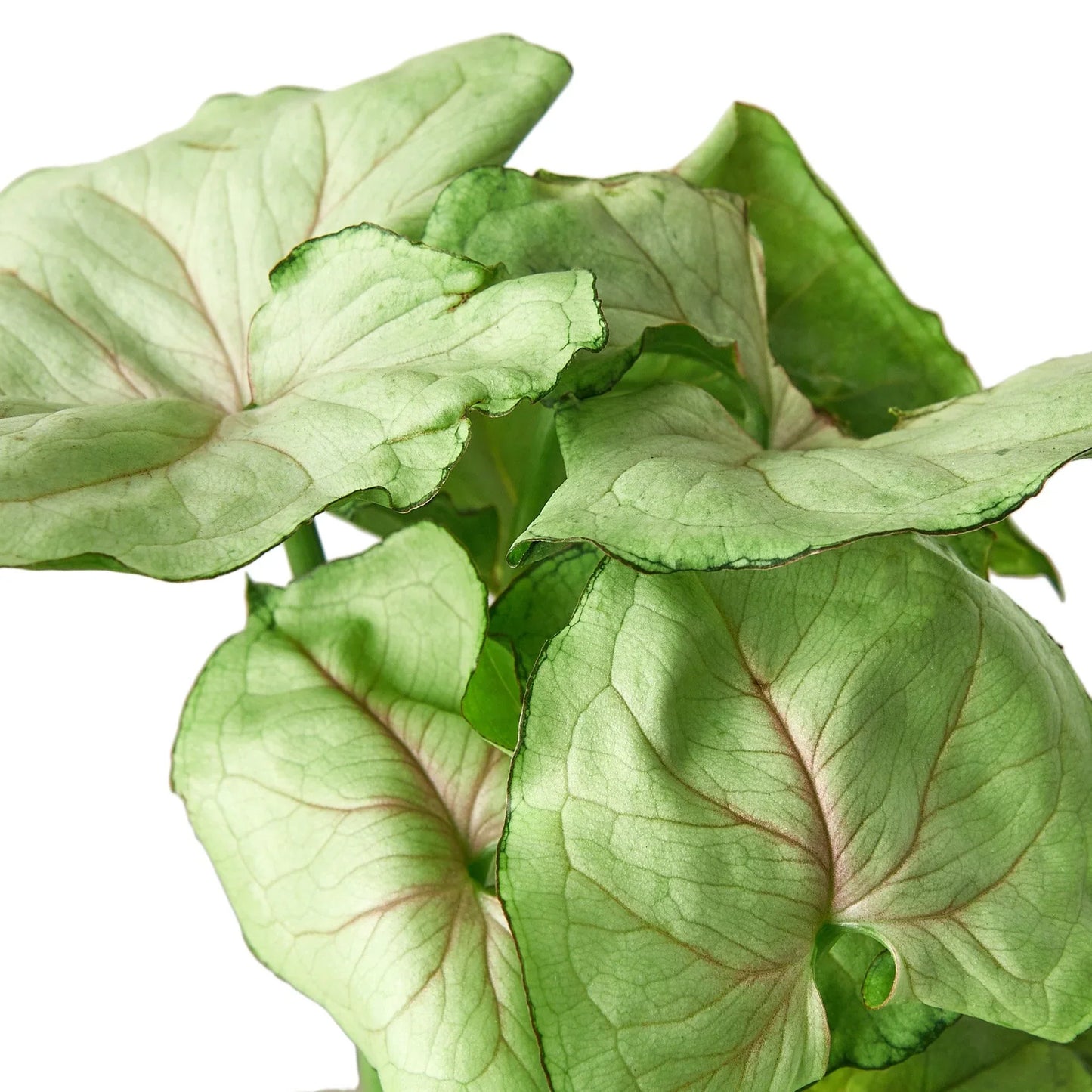 Syngonium Cream - Creamy Dream: Arrowhead Plant in a 4" Pot for Low Light Spaces