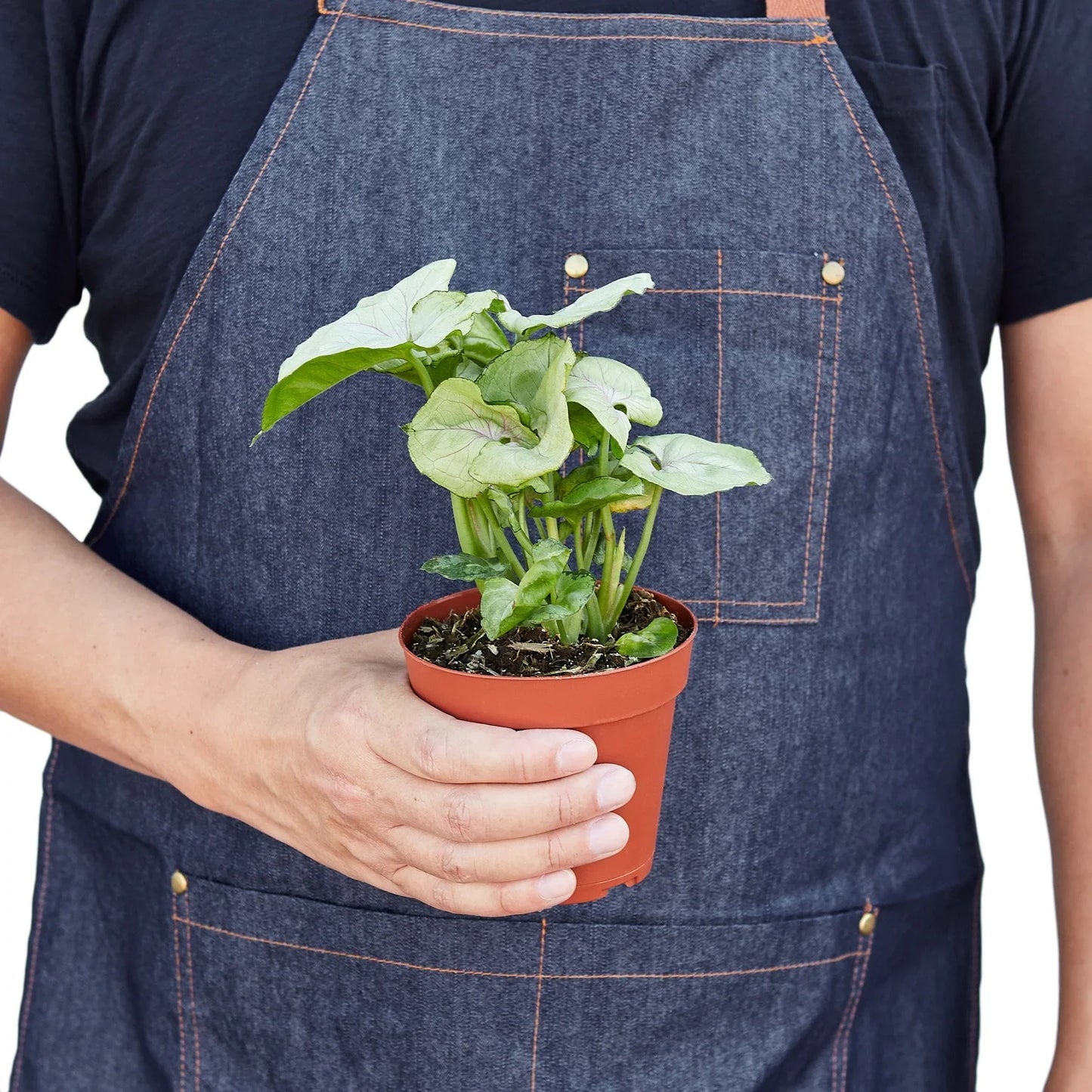 Syngonium Cream - Creamy Dream: Arrowhead Plant in a 4" Pot for Low Light Spaces