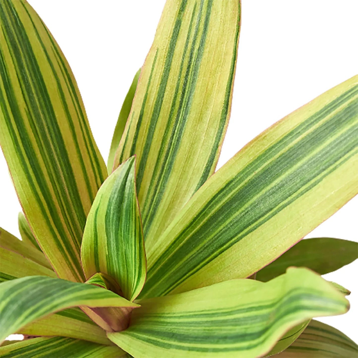 Tradescantia 'Sitara's Gold' - Golden Goddess: Striking Perennial Houseplant with Purple and Green Leaves