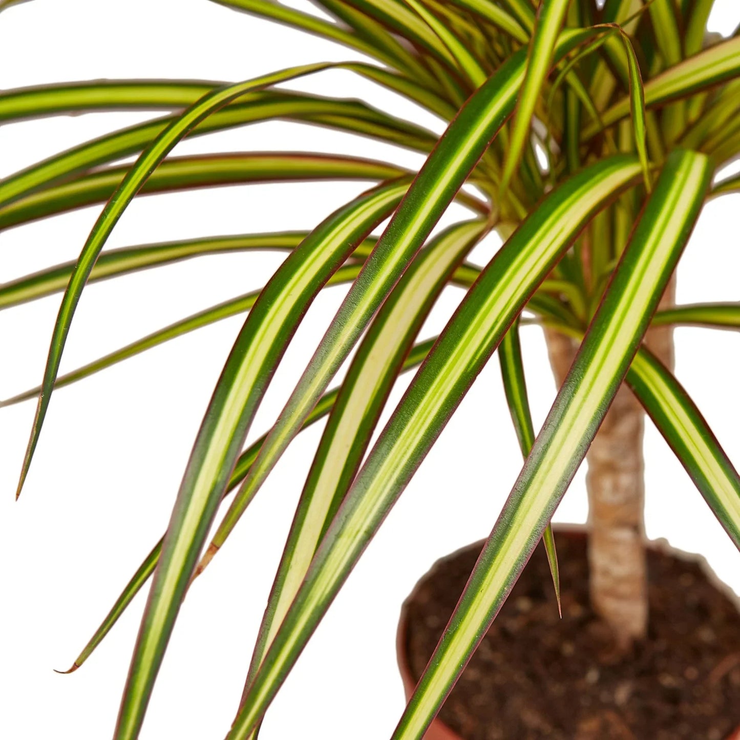 Dracaena Marginata 'Sunshine' - Sunny Vibes: Vibrant, Easy-Care Dragon Tree for Tropical Looks