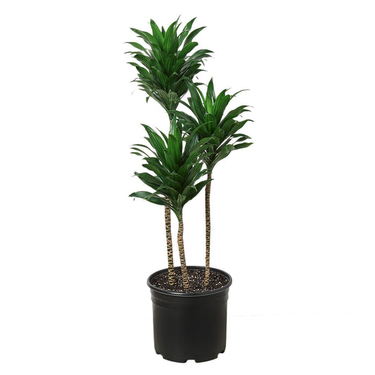 Dracaena 'Craigii' 3-4 ft Tall - Tall, Green, and Handsome: 9" Pot, Ideal Low Maintenance Indoor Tree