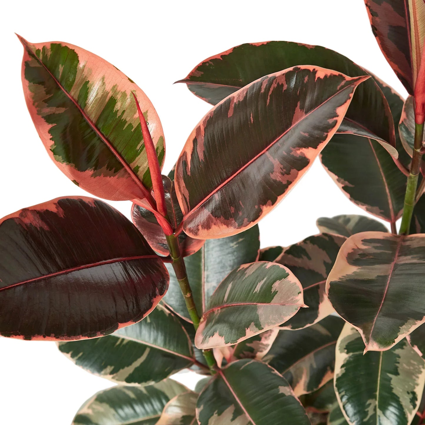 Ficus Elastica 'Ruby Pink' - Ruby Jubilee: Vibrant and Hardy Variegated Indoor Plant