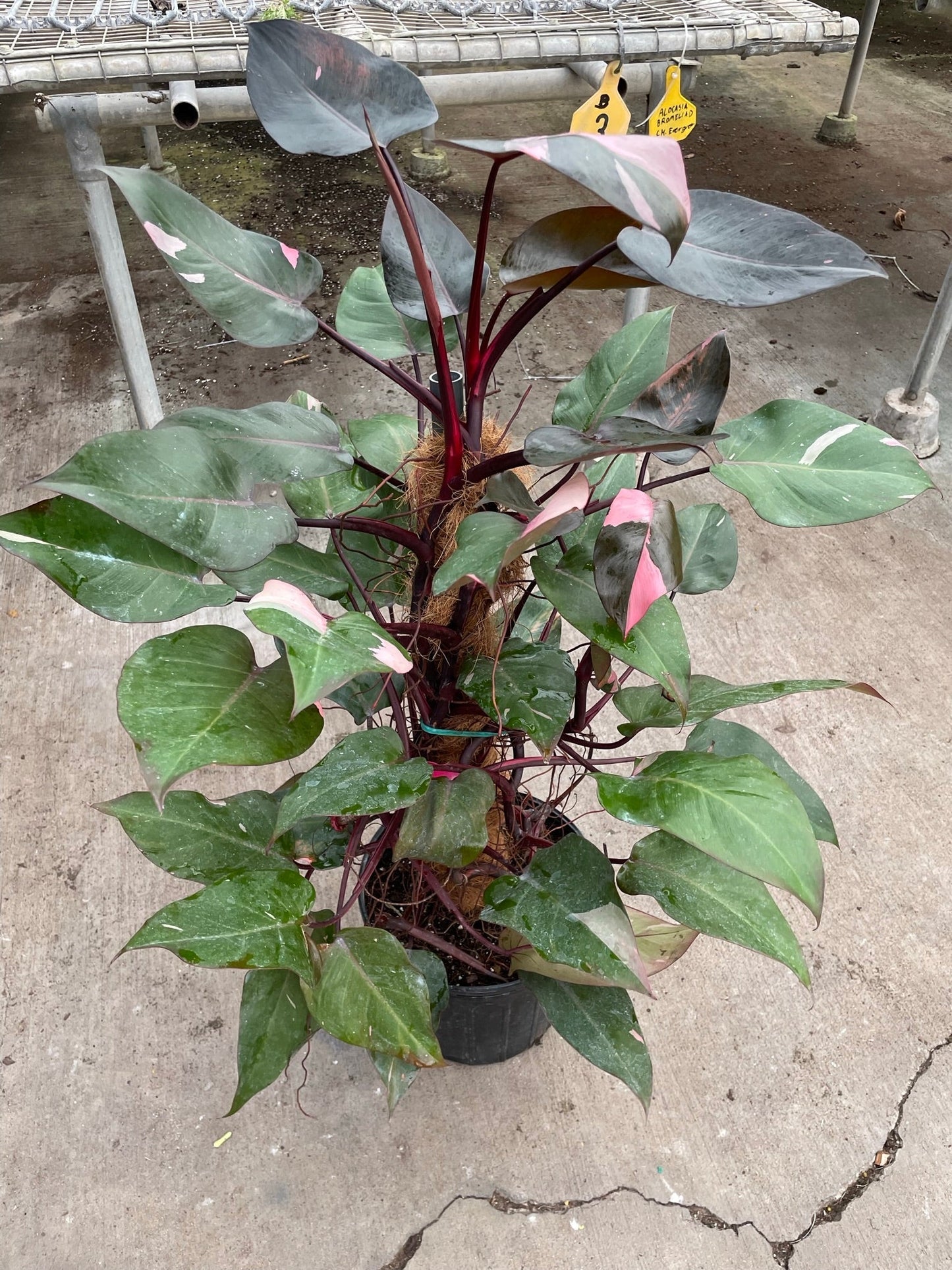 Philodendron 'Pink Princess' - Princess Pink: Stunning 10" Potted Houseplant for Local Pickup ONLY