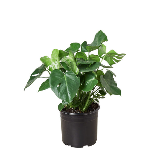 Philodendron Monstera - Everybody's Favorite Swiss Cheese Plant in a 10" Pot: Tropical Evergreen with Unique Split Leaves