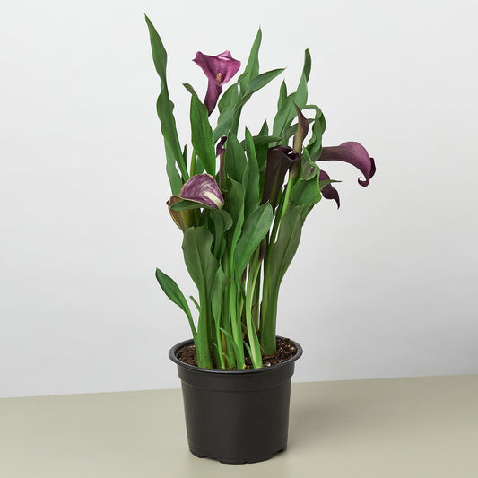 Calla Lily - Colorful Callas: Versatile Indoor & Outdoor Flowering Plant in a Variety of Colors