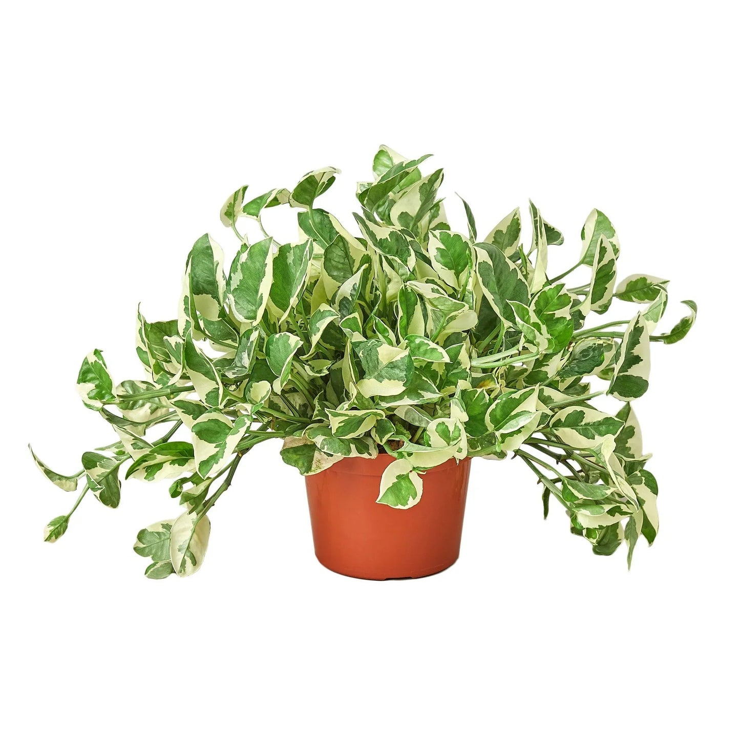 Pothos 'N'joy' - N'Joy the Climb: Air-Purifying Vine Houseplant with Variegated Leaves