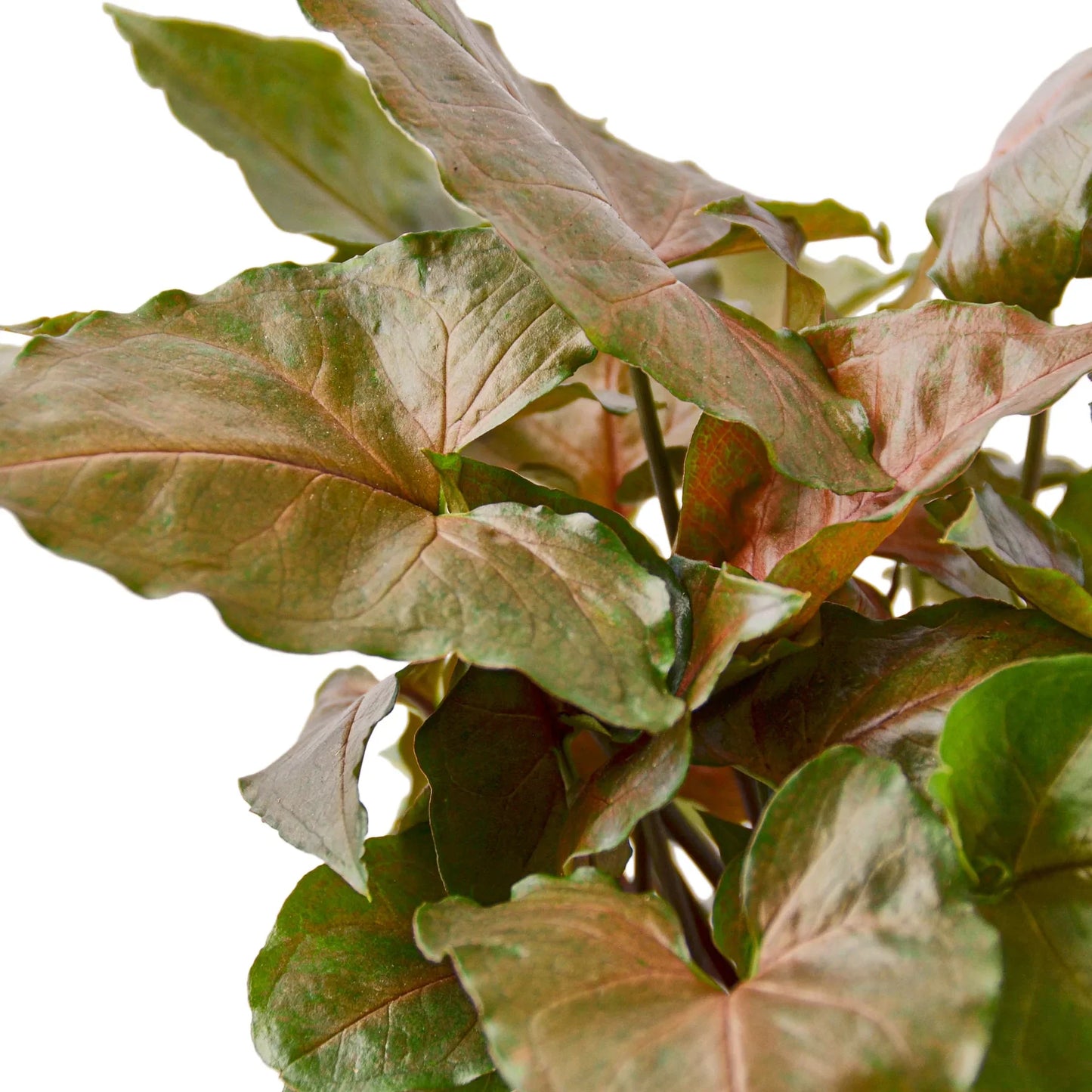 Syngonium Merry - Jolly Green Elf: Easy-Care Perennial Houseplant with Heart-Shaped Leaves