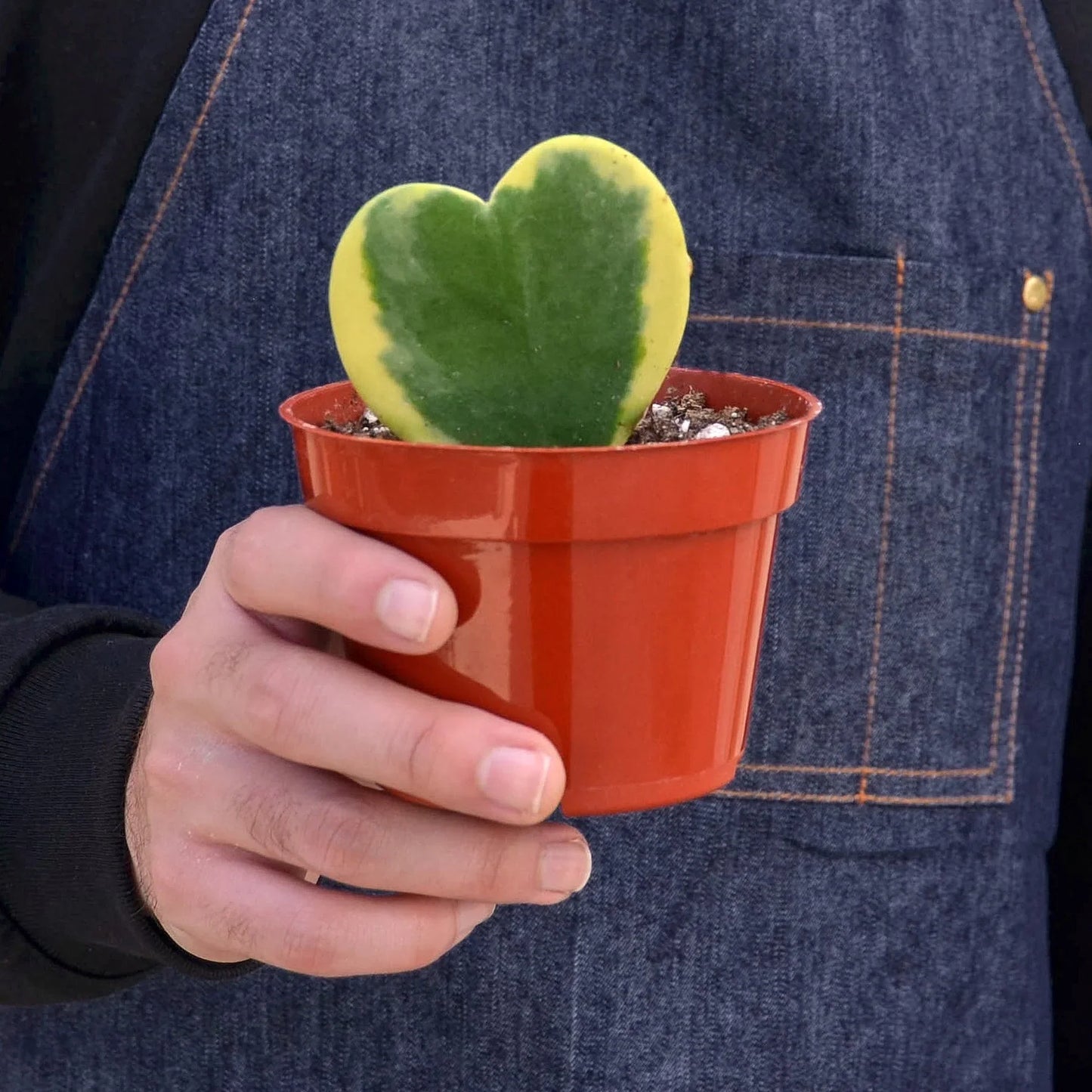 Hoya 'Sweetheart Variegated' - Heartthrob Houseplant: Dainty, Hardy, Heart-Shaped Joy