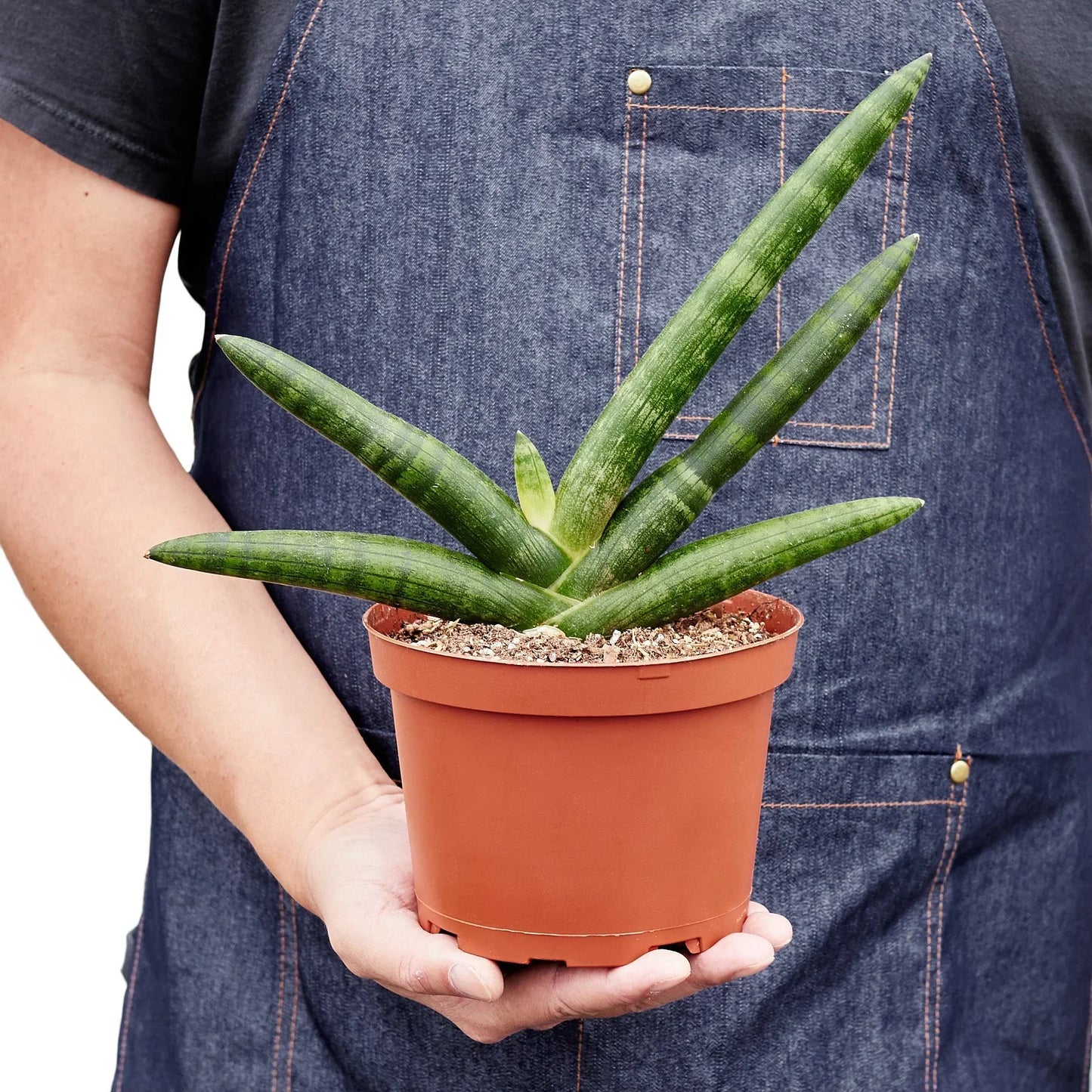 Snake Plant Starfish - Twister: Unique Sculptural Air-Purifying Houseplant