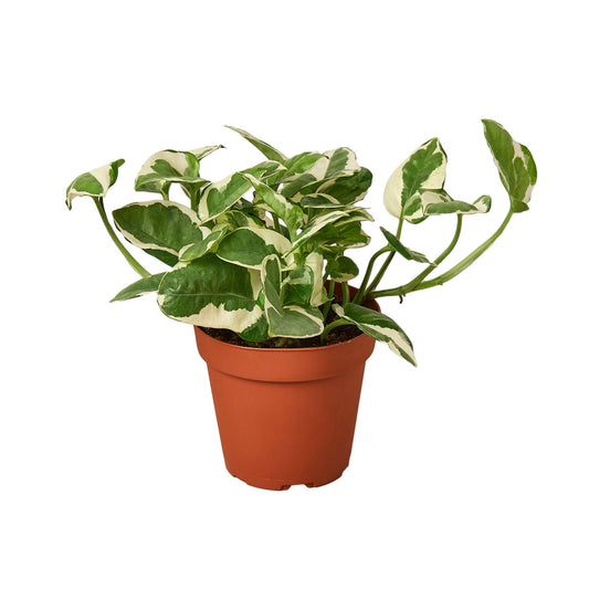 Pothos 'N'joy' - N'Joy the Climb: Air-Purifying Vine Houseplant with Variegated Leaves