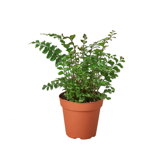 Mahogany Fern - Fabulous Fronds: Low-Maintenance Decorative Houseplant with Unique Mahogany Hue