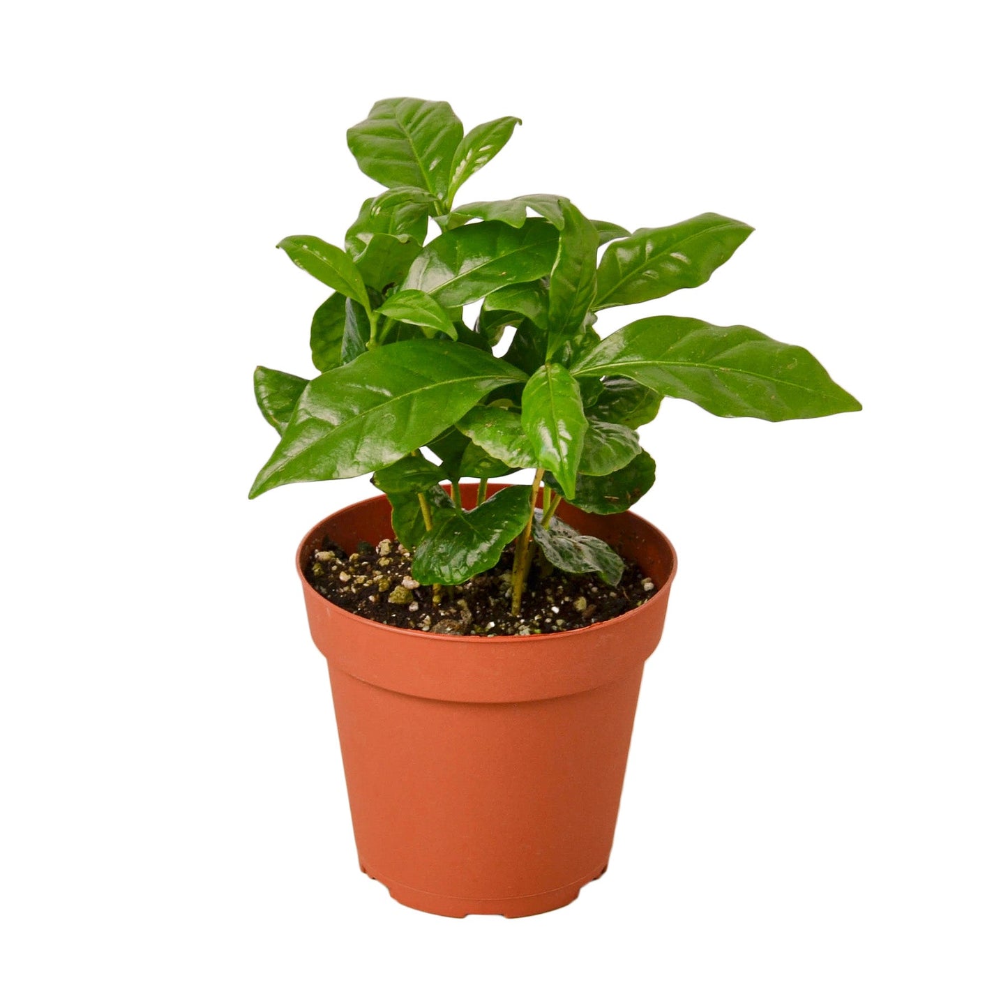 Arabica Coffee Plant - Java Jungle Joy: Easy-to-Care-For Indoor Coffee Plant with Potential for White Flowers and Cherries, Perfect Houseplant