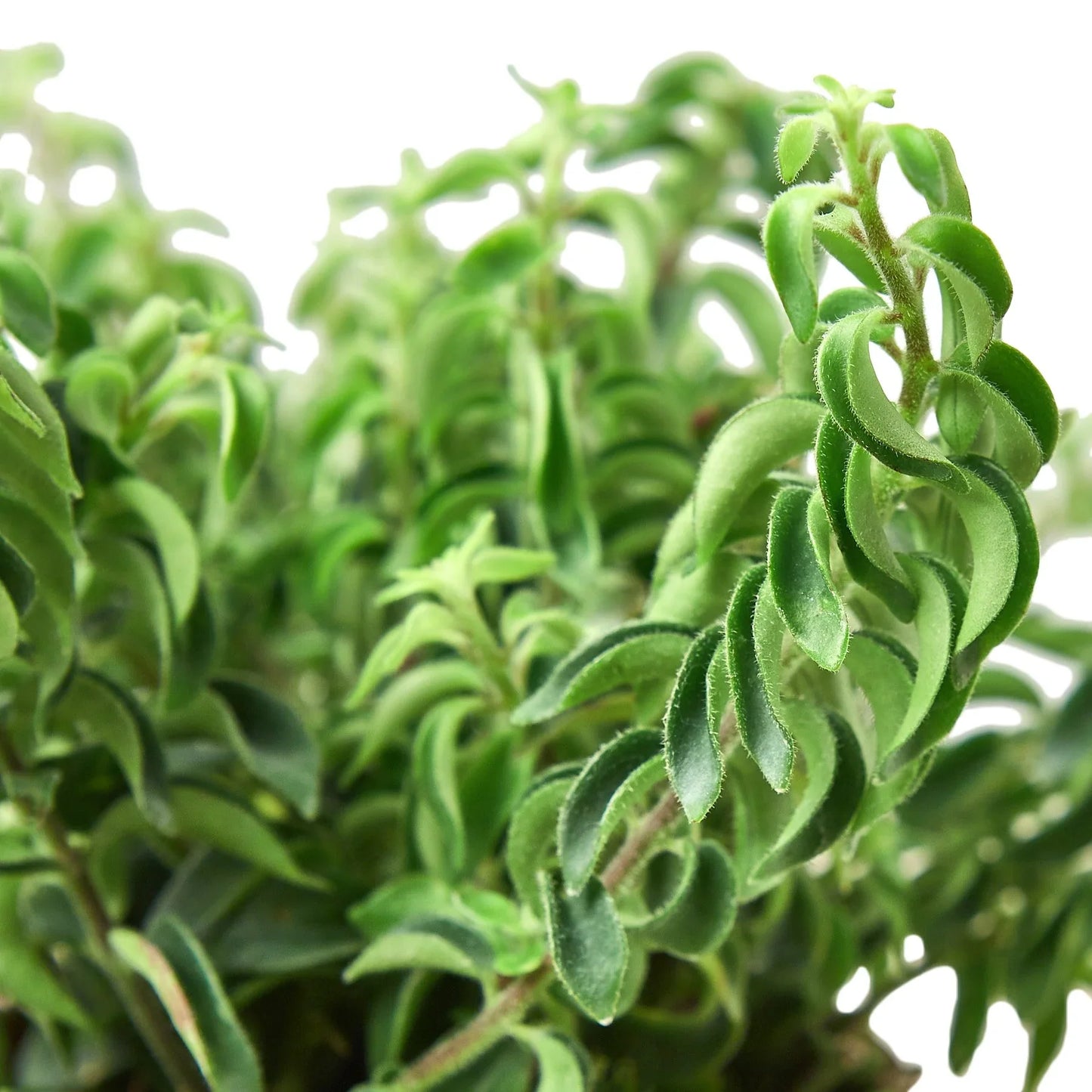 Curly Lipstick Plant - Curly Glam: Bright Hanging Trailing Beauty