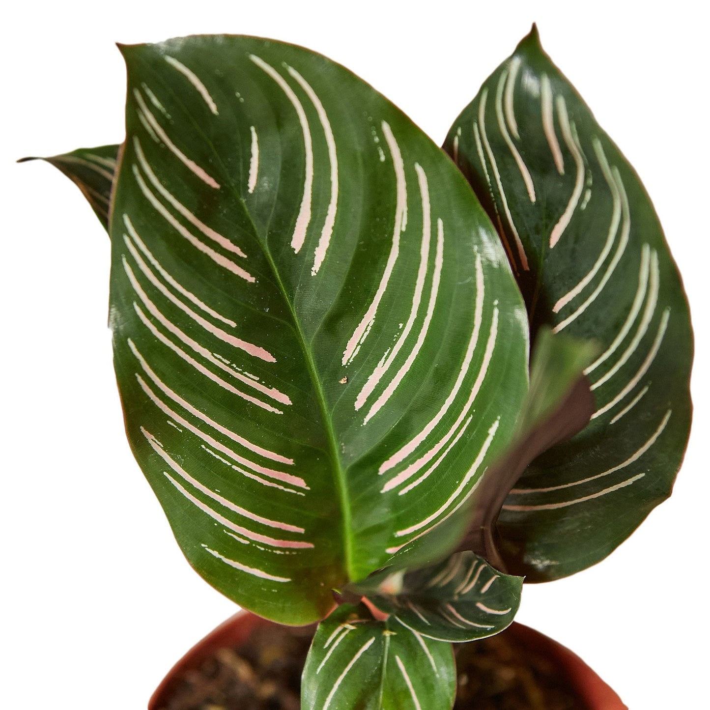 Calathea 'Ornata' - Tropical Tapestry: Stunning Peacock Plant with Striking Patterns