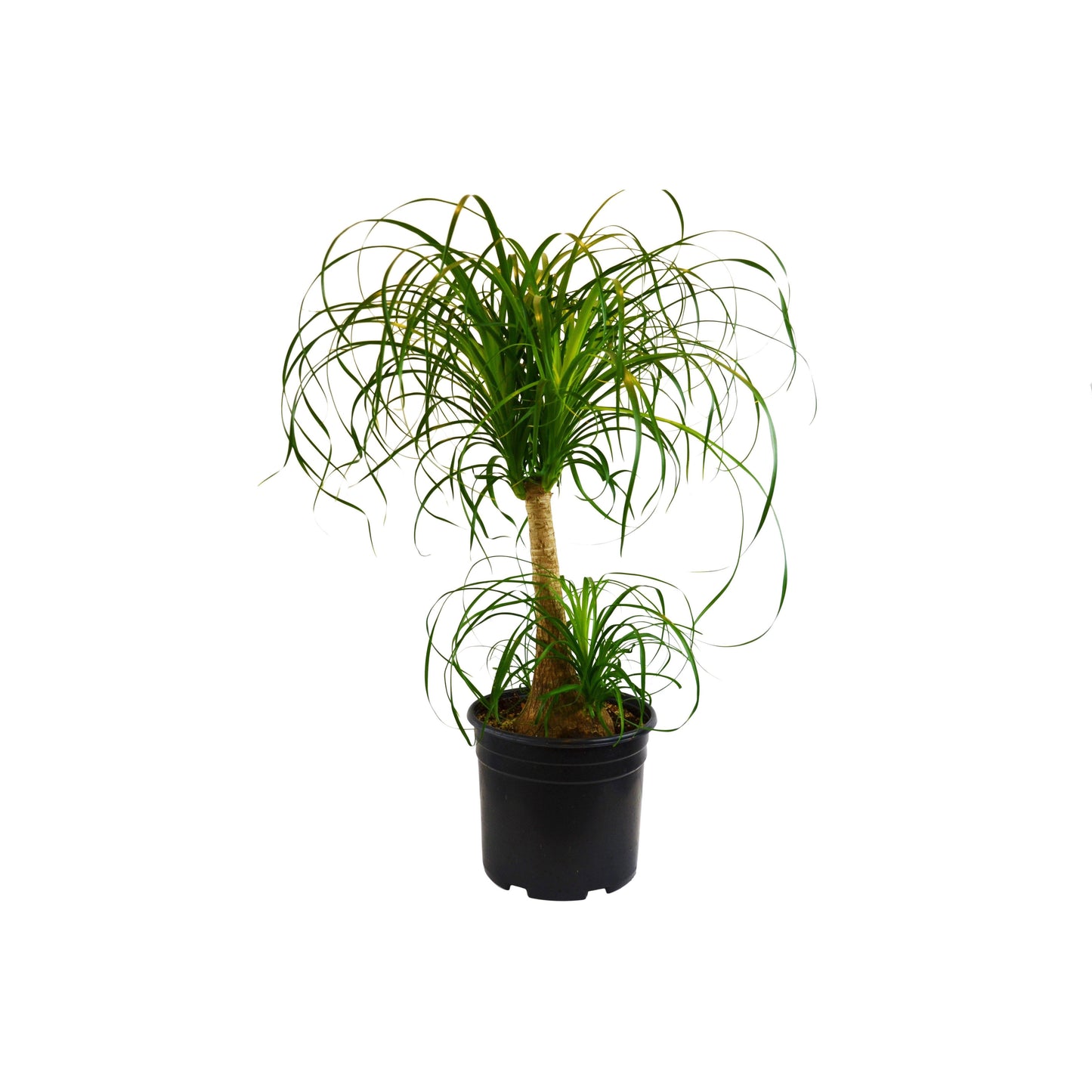 Palm 'Ponytail' - Ponytail Perfection: Beaucarnea Recurvata in 10" Pot, Easy-Care, Water-Storing Indoor Plant