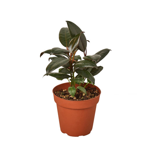 Ficus Elastica 'Burgundy' - Burgundy Bliss: Stunning Dark-Leafed Indoor Tree