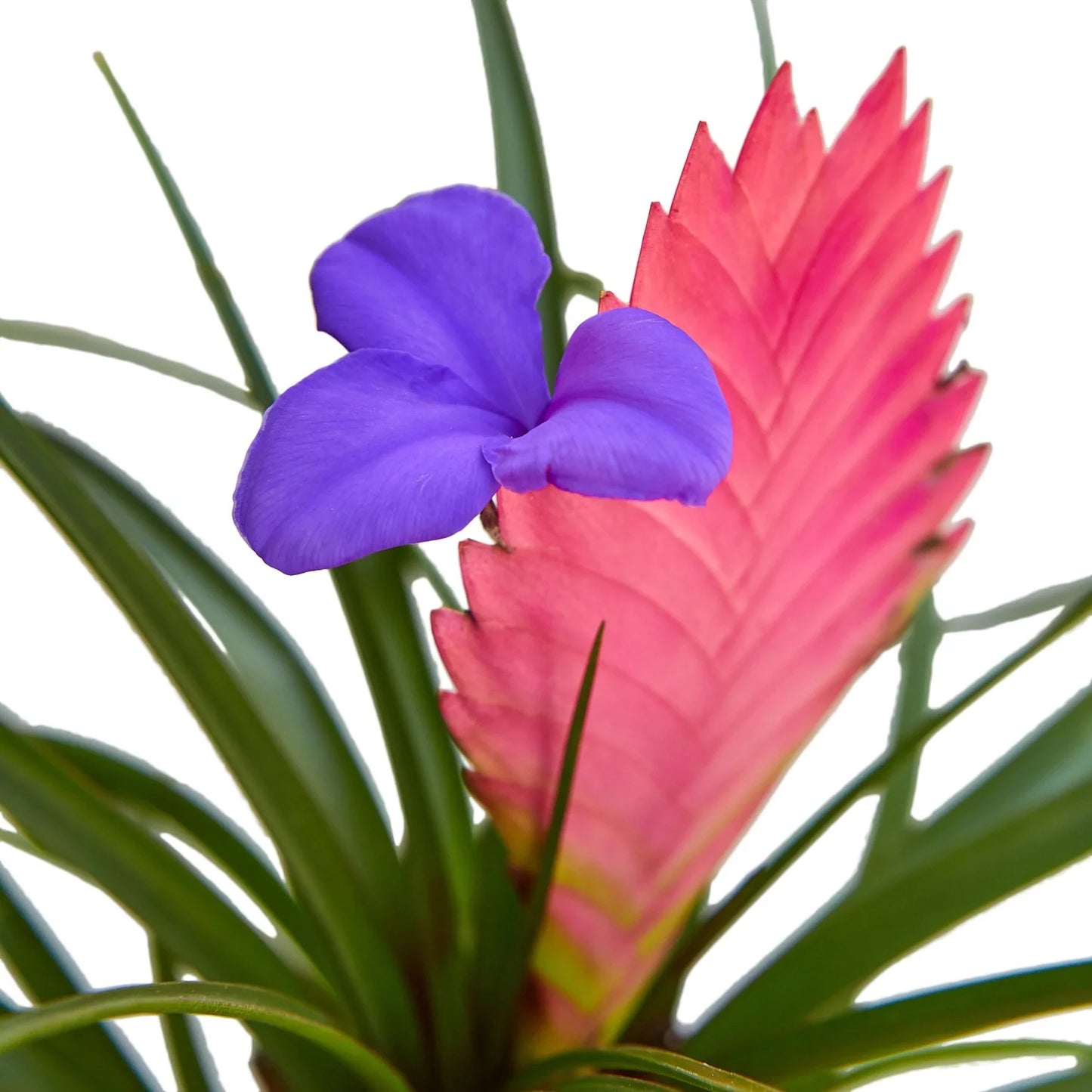 Bromeliad Cyanea 'Pink Quill' - Quilling Me Softly: Exotic Blooms with Minimal Care