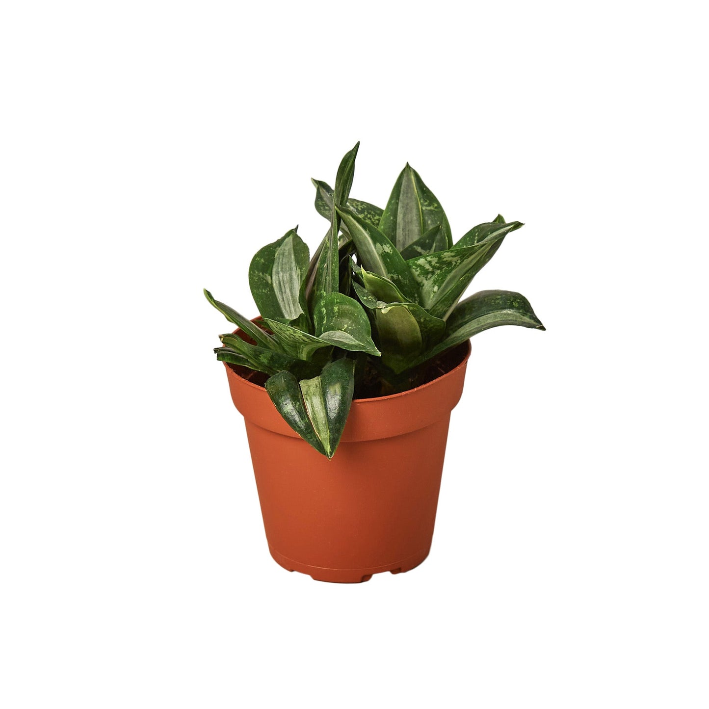 Snake Plant Silver Streak - Silver Siren: Air Purifying, Low Maintenance Houseplant