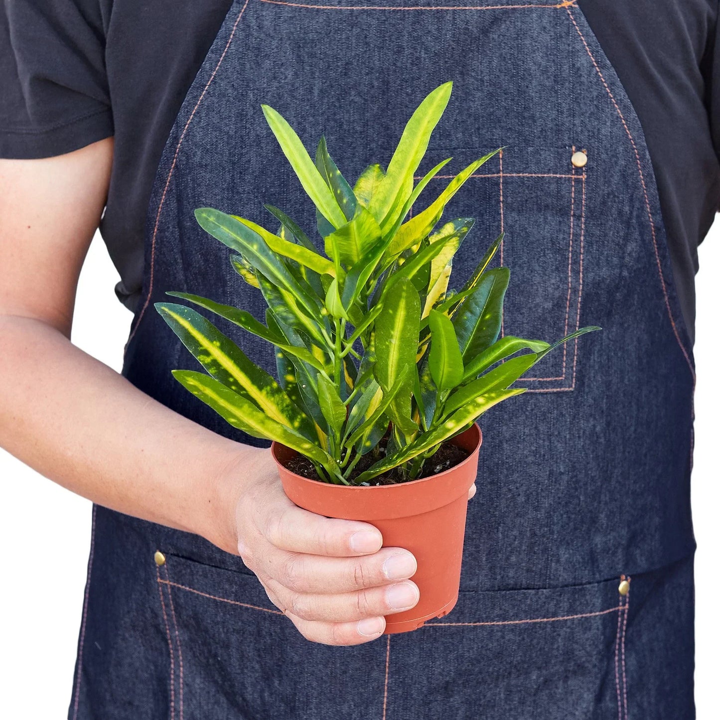 Croton 'Sunny Star' - Sunshine Superstar: Vibrantly Colored Houseplant