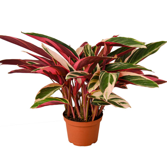 Stromanthe Triostar - Color Pop Delight: Exotic Variegated Houseplant with Pink and Cream Foliage