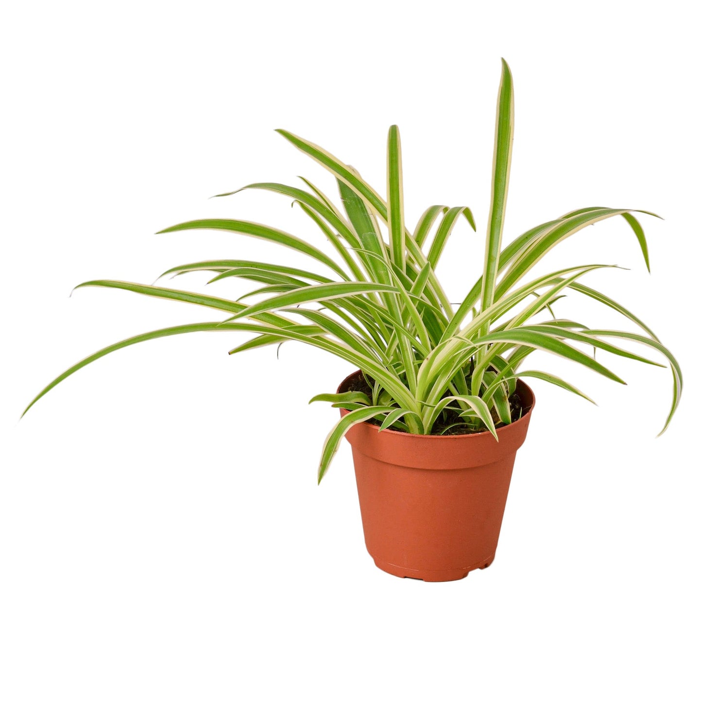 Spider Plant Reverse - Creepy Crawly Chic: Air-Purifying, Easy-Care Houseplant