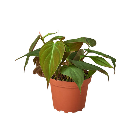 Philodendron 'Velvet' - Leafy Love Affair: Heart-Leaf Philodendron with Velvet-Textured Leaves