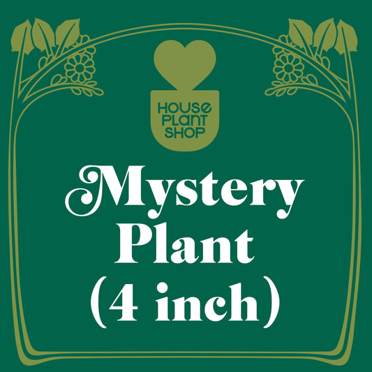 Mystery Pet-Friendly House Plant - Who’s That Plant?: Safe Surprise for Curious Pets