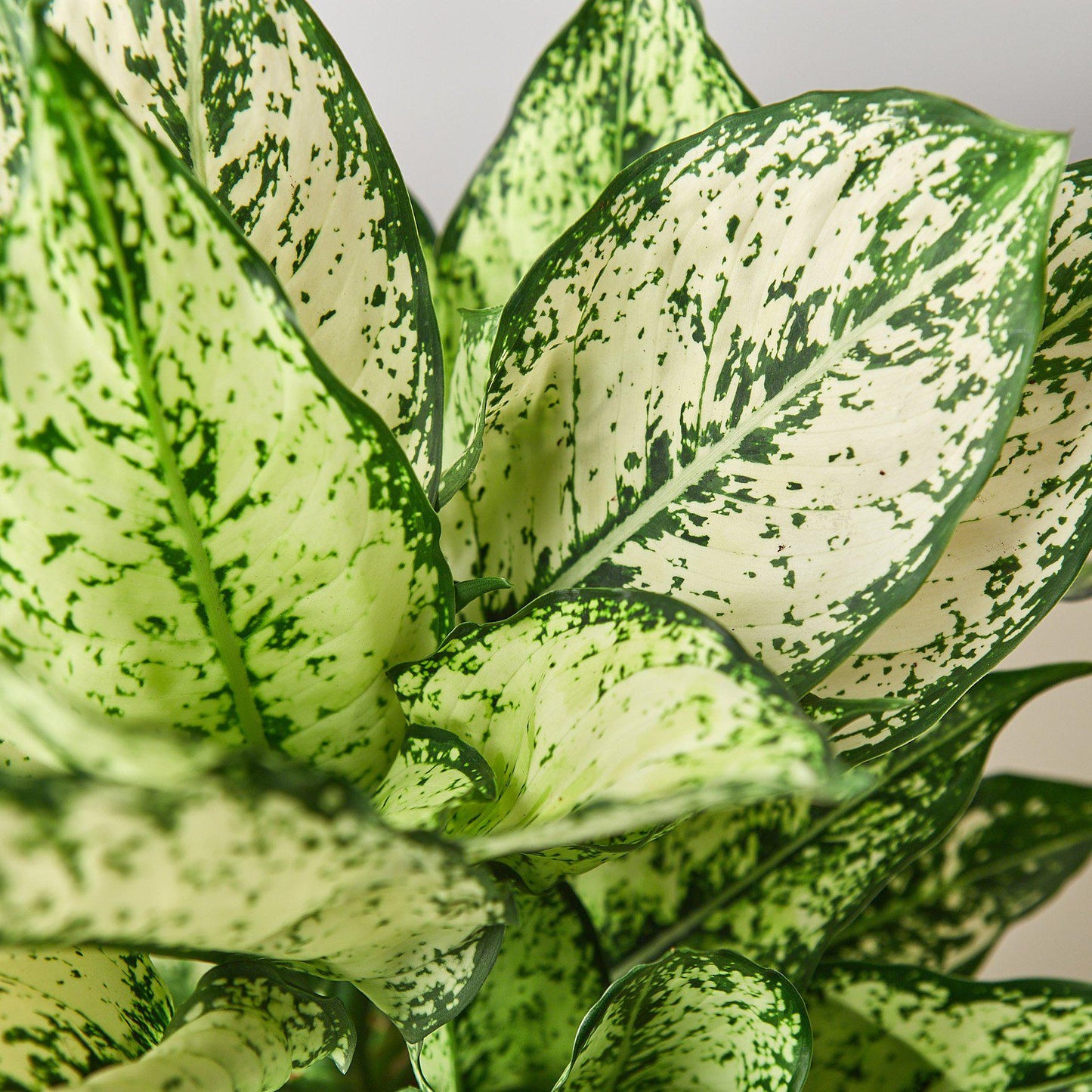 Chinese Evergreen 'First Diamond' - Diamond in the Rough: Low-Maintenance, Striking Variegated Houseplant