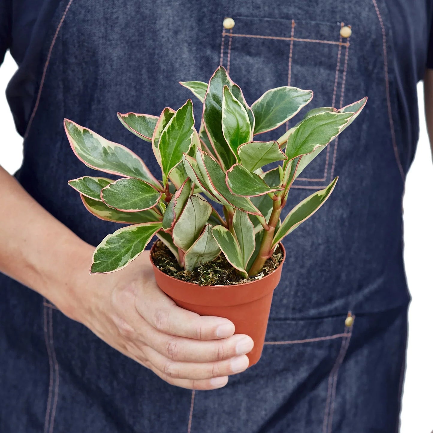 Peperomia 'Ginny' - Ginny in a Bottle: Low Maintenance Variegated Houseplant