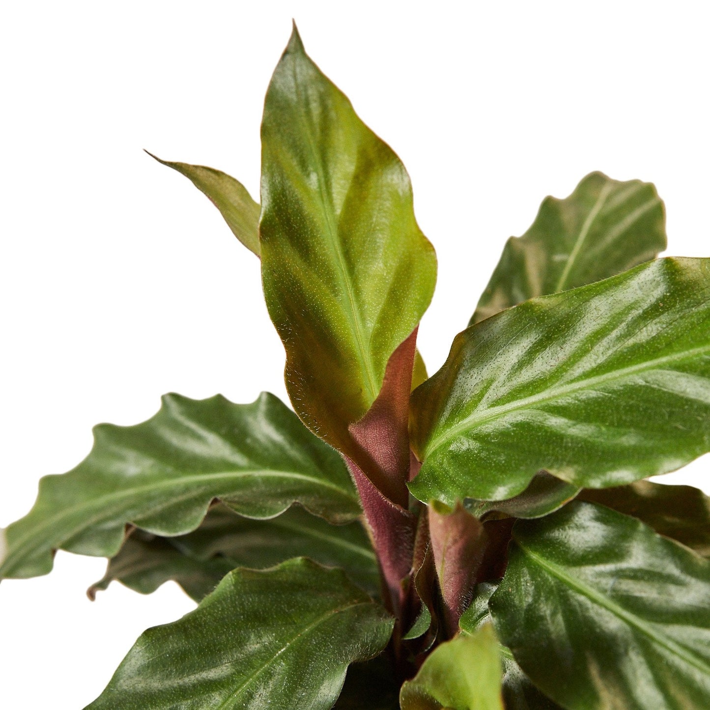 Calathea Rufibarba 'Furry Feather' - Fuzzy Green Diva: Exotic Indoor Plant for Stunning Décor