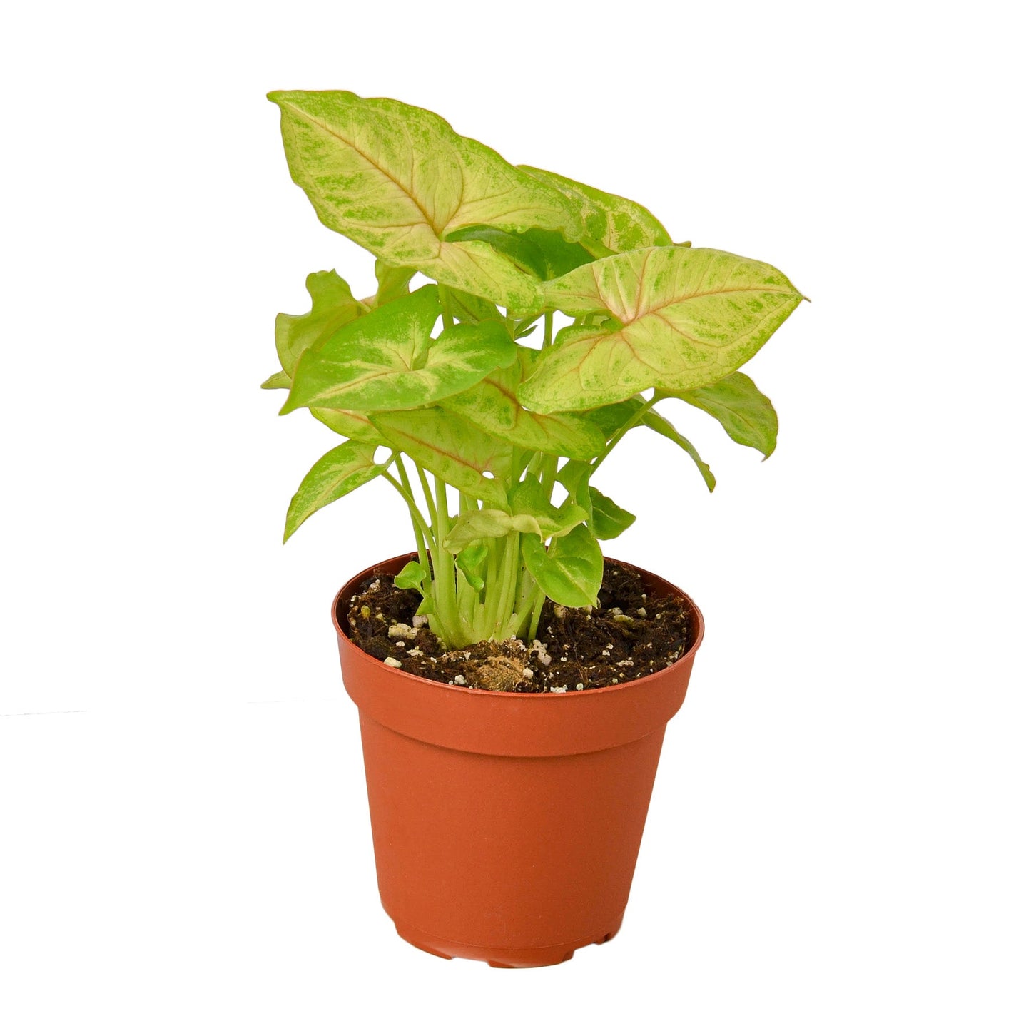 Syngonium Gold - 4" Pot: The Golden Goosefoot Glow - Vibrant Yellow Heart-Shaped Leaves