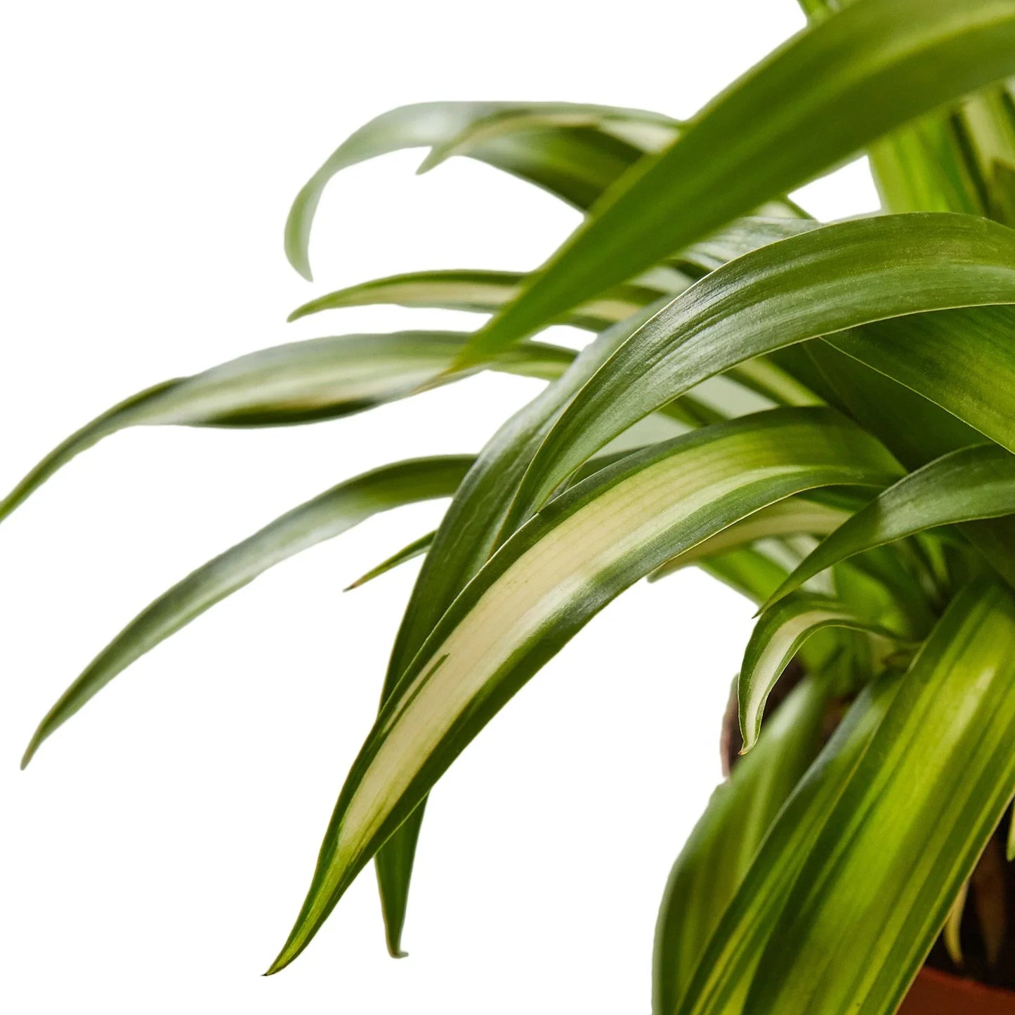 Spider Plant Hawaiian - Hawaiian Highflyer: Air-Purifying, Easy-Care Indoor Plant