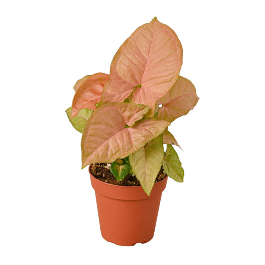 Syngonium Strawberry - Berry Bliss Baby: Vibrant Pink-Red Goosefoot Plant