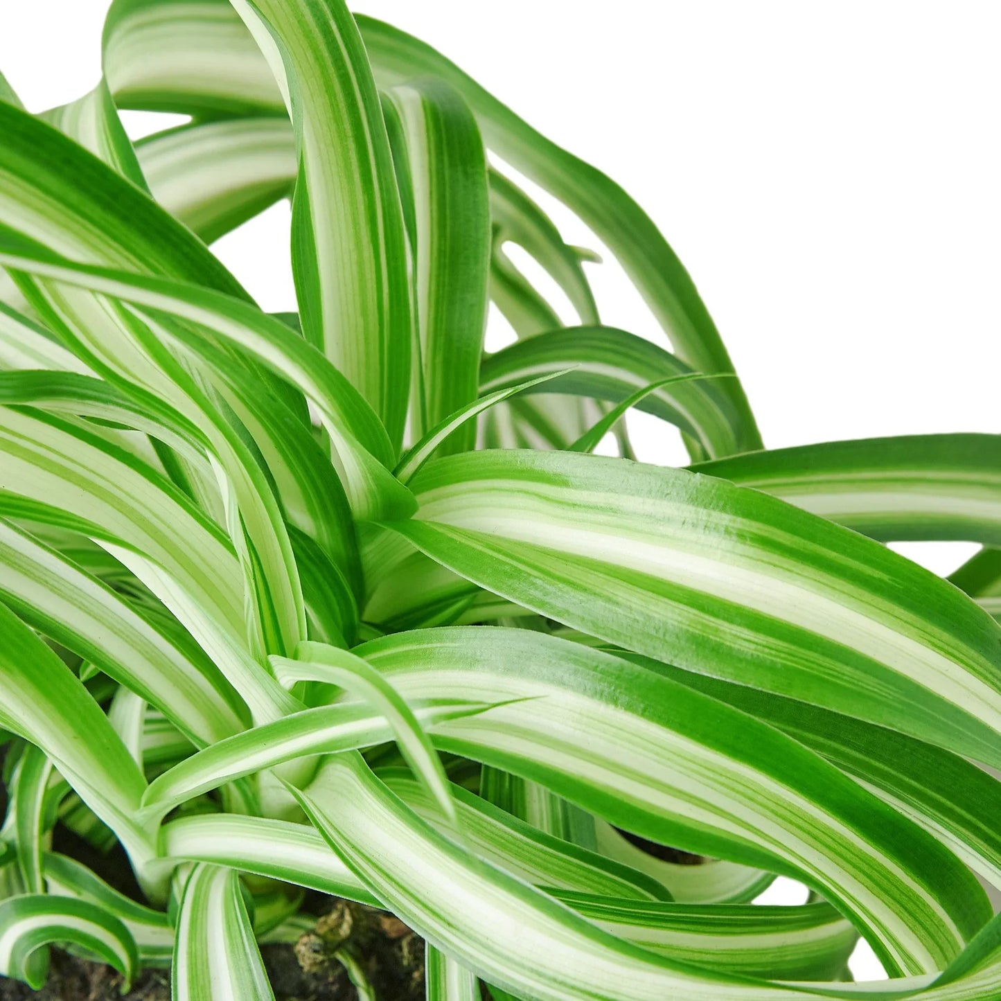 Spider Plant 'Bonnie' - Arachnid Aesthetic: Air-Purifying, Ribbon-Leaved Houseplant