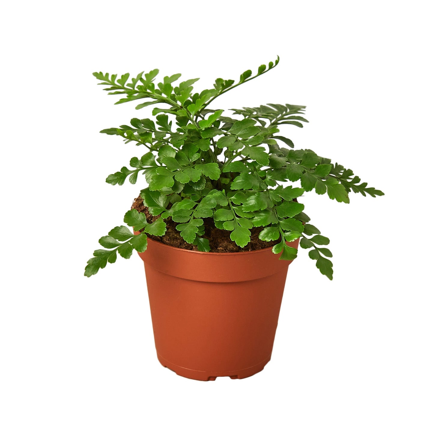 Austral Gem Fern - Aussie Evergreen: Durable and Adaptable Indoor Fern