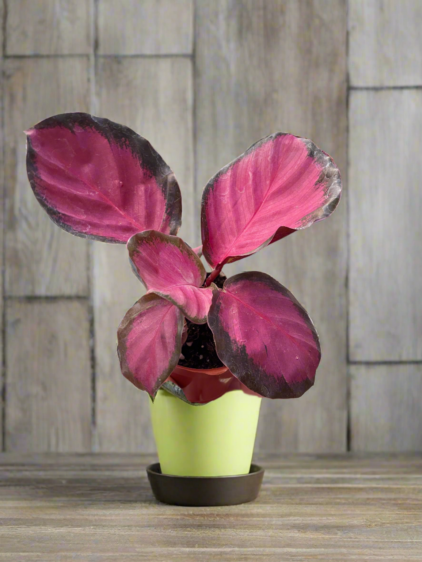 Tropical Elegance Calathea 'Purple Rose' - Rosy Tropics: Stunning Indoor Plant with Vibrant, Colorful Leaves