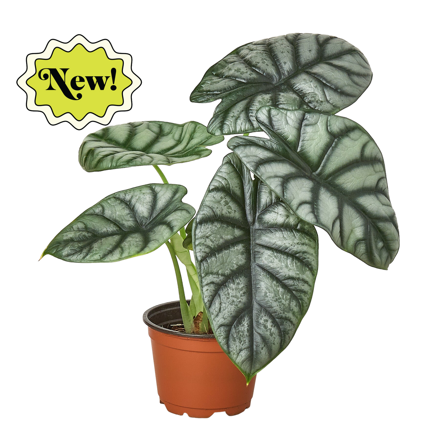 Alocasia Silver Dragon - The Silver Dragon: Unique Houseplant with Stunning Silvery Leaves