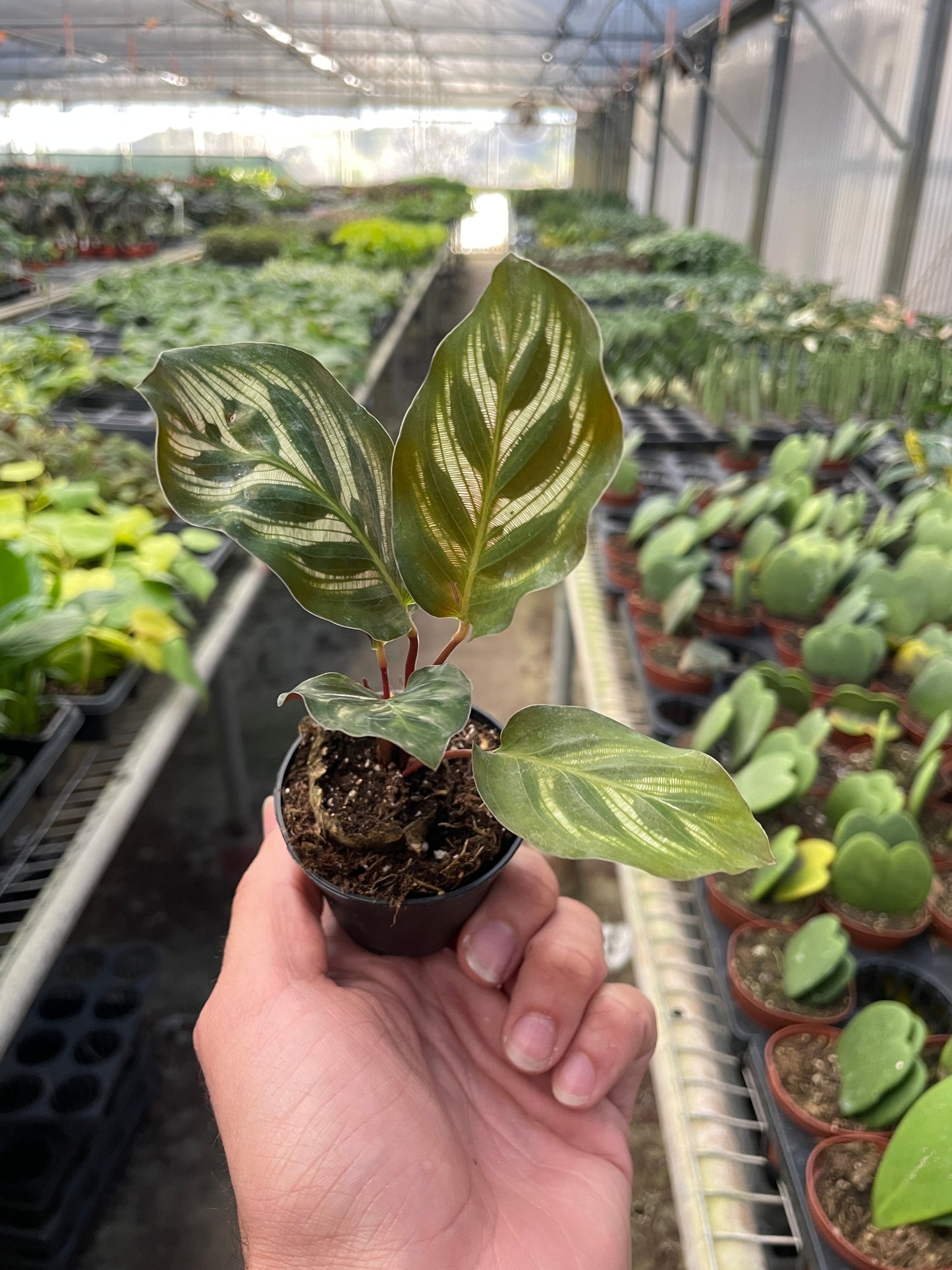 Calathea 'Makoyana' - Peacock Poser: Exotic Indoor Plant with Unique Patterned Leaves