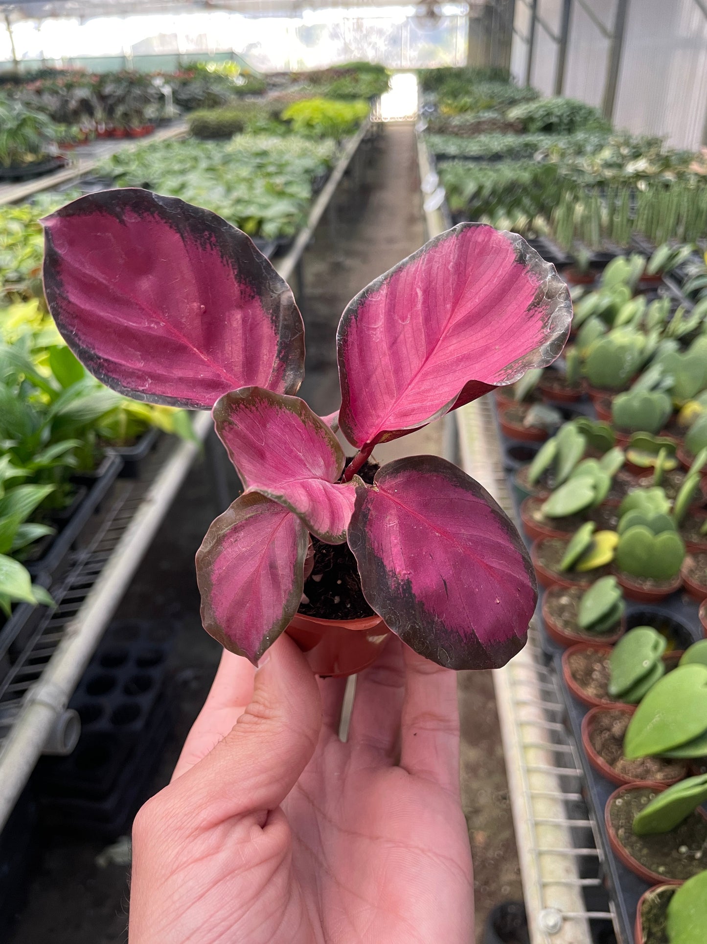 Tropical Elegance Calathea 'Purple Rose' - Rosy Tropics: Stunning Indoor Plant with Vibrant, Colorful Leaves