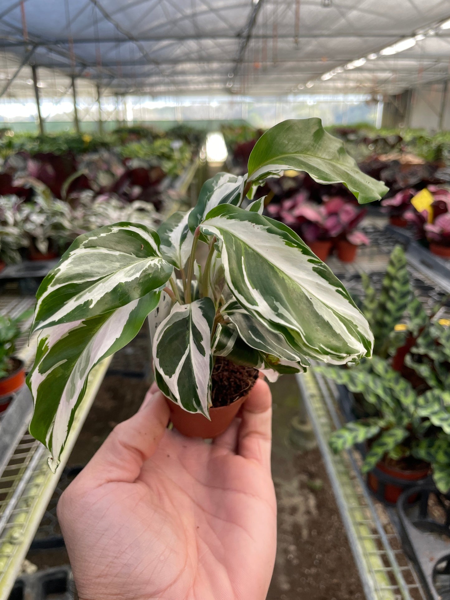 Calathea 'White Fusion' - Funky Foliage Fusion: Exotic Zebra Peacock Plant with Striking White and Green Leaves