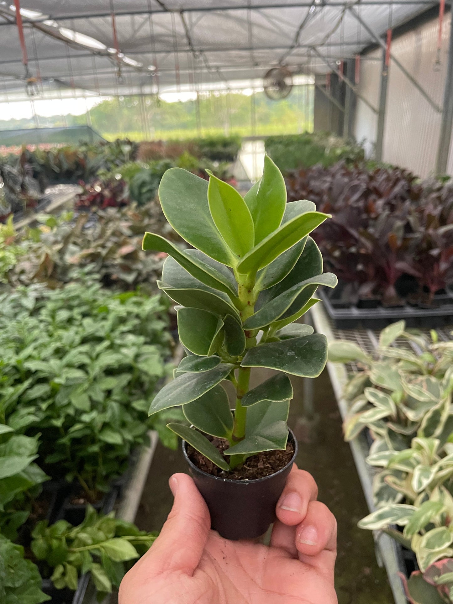 Clusia 'Princess' (Autograph Plant) – Leafy Royalty: Unique Houseplant with Waxy Green Leaves