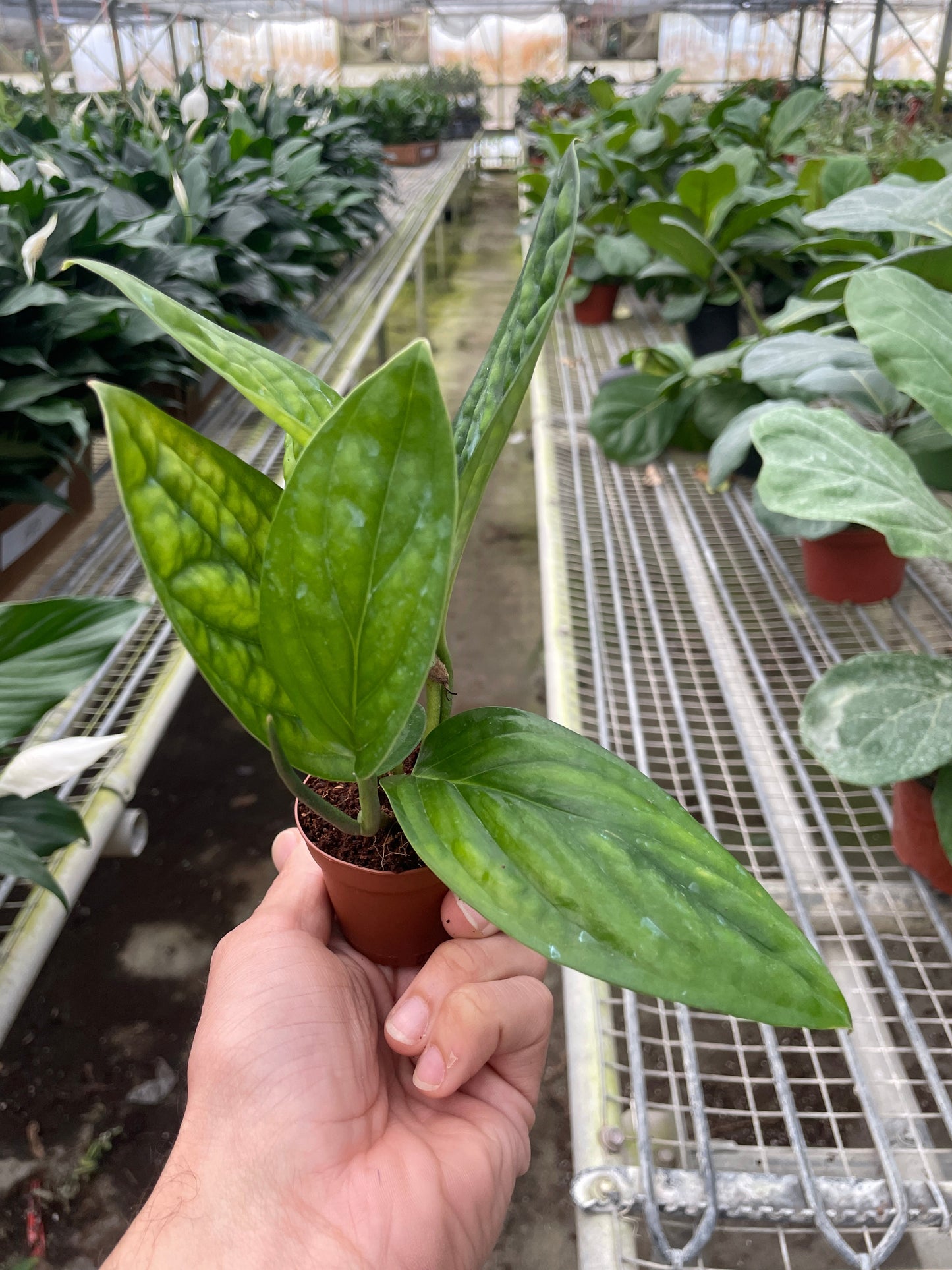 Monstera 'Peru' - Living Texture Wonder: Rare Fast-Growing Houseplant with Iridescent Puckered Leaves