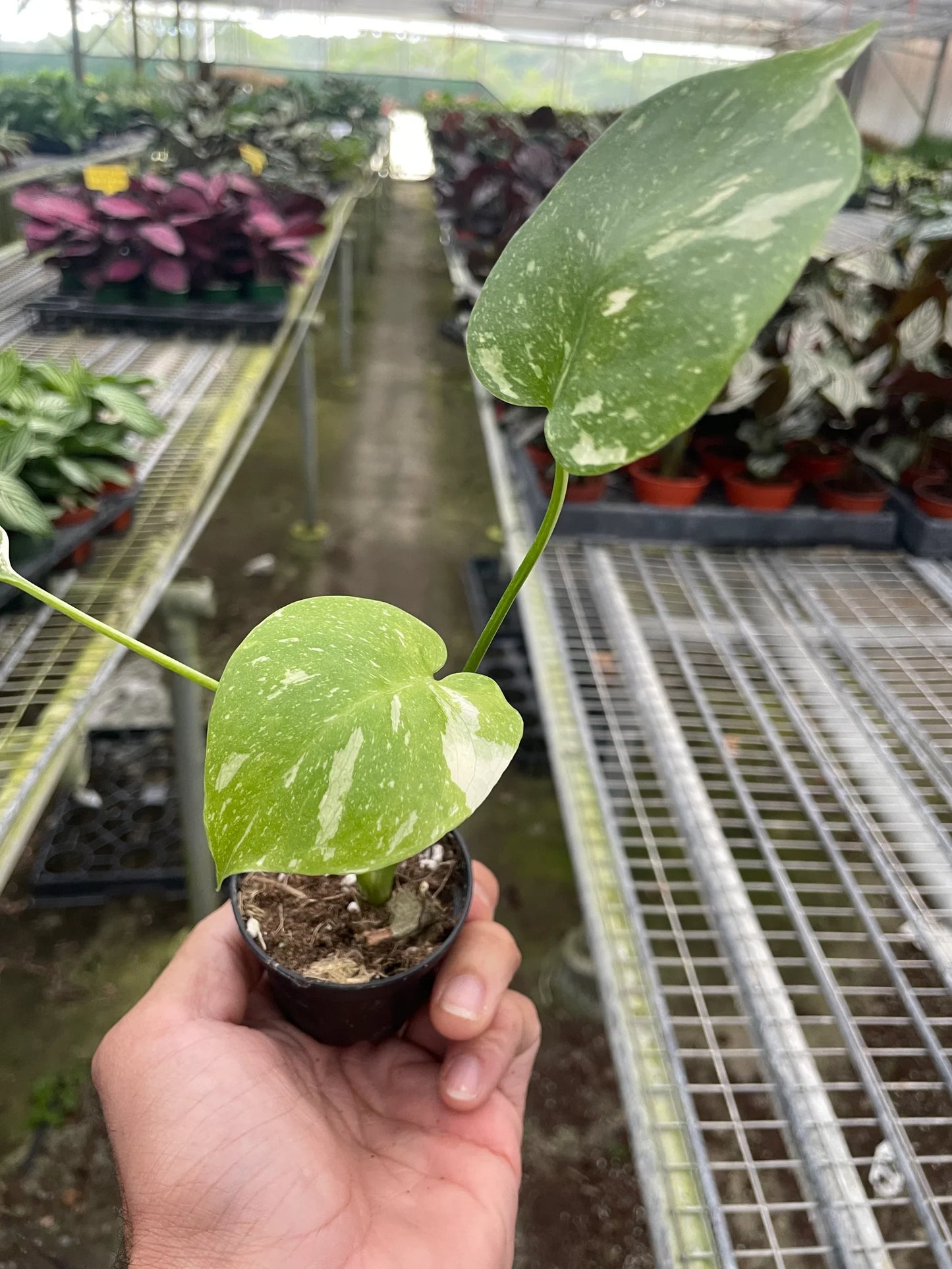 Monstera 'Thai Constellation' - Starry Night Delight: Rare Variegated Houseplant