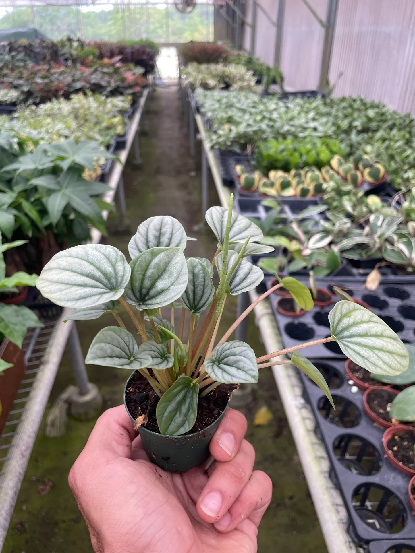 Peperomia 'Frost' - Frosty Charm: Easy-to-Care-For, Succulent-Like Houseplant
