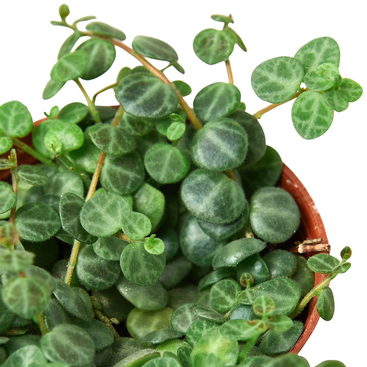 Peperomia Prostrata 'String of Turtles' - Turtle Trails: Intricate Patterned Leaves for Unique Home Décor