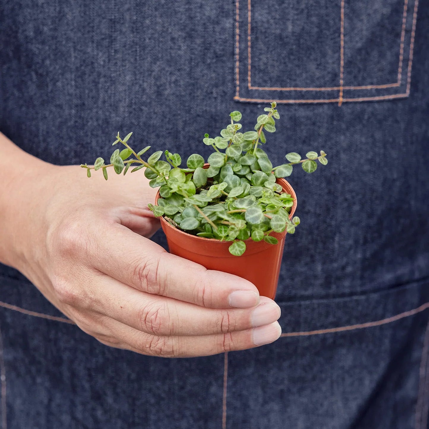 Peperomia Prostrata 'String of Turtles' - Turtle Trails: Intricate Patterned Leaves for Unique Home Décor