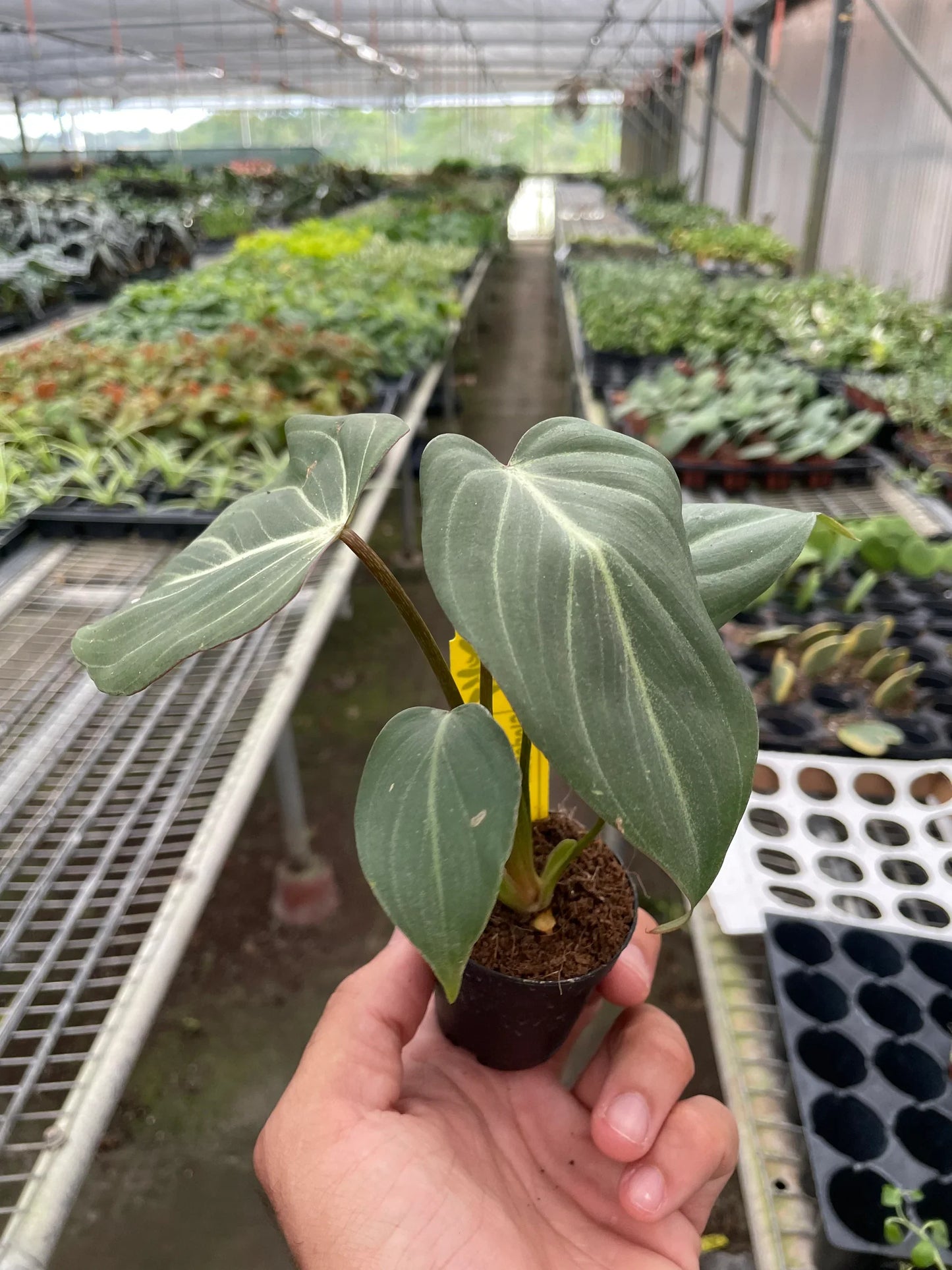 Philodendron Gloriosum 'Zebra' - Jungle Stripes: Rare Veined Philodendron with Silver Gray Stripes