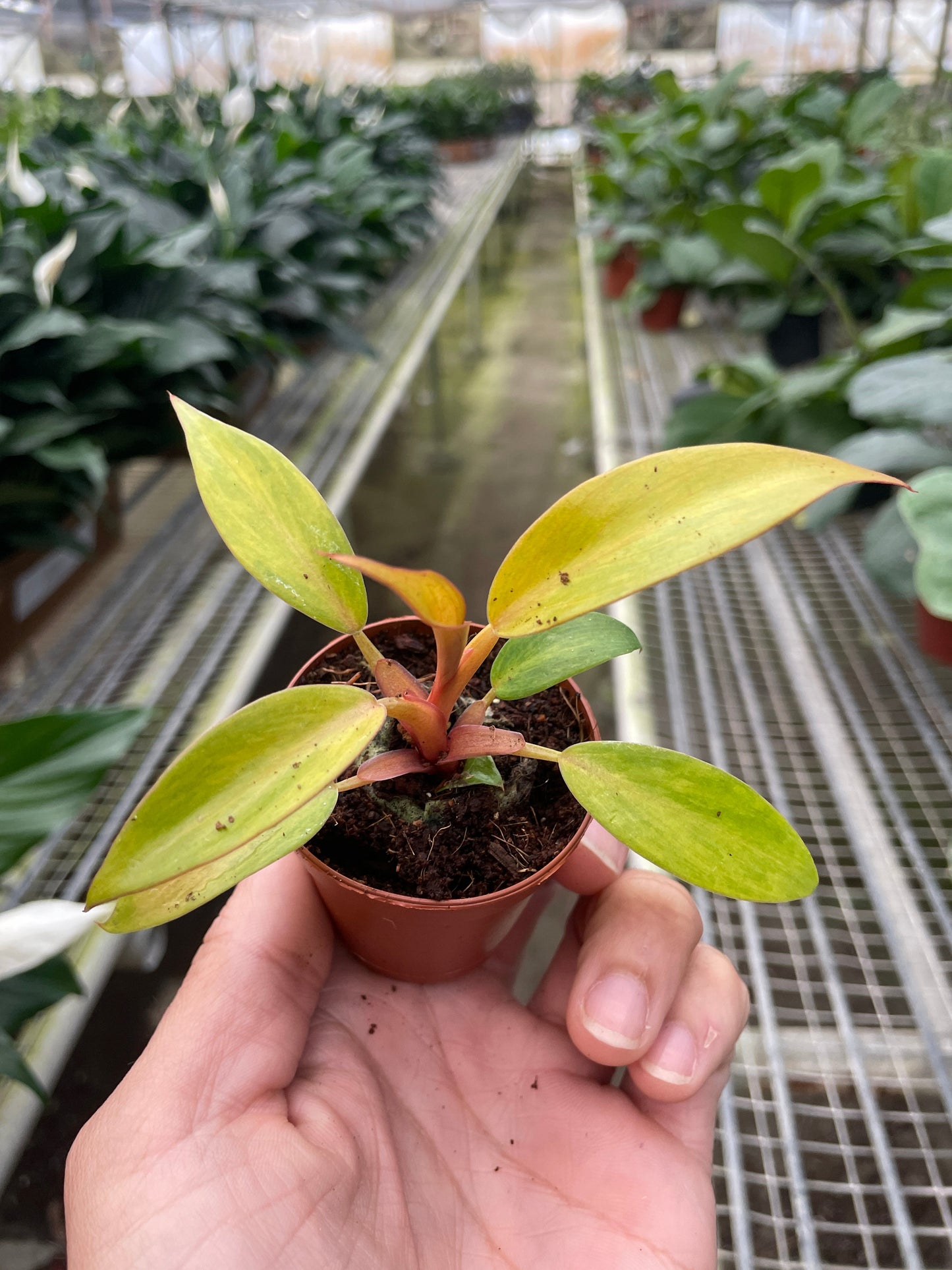 Philodendron 'Orange Marmalade' - Tangy Tropics: Rare, Quadcolor Variegated Houseplant