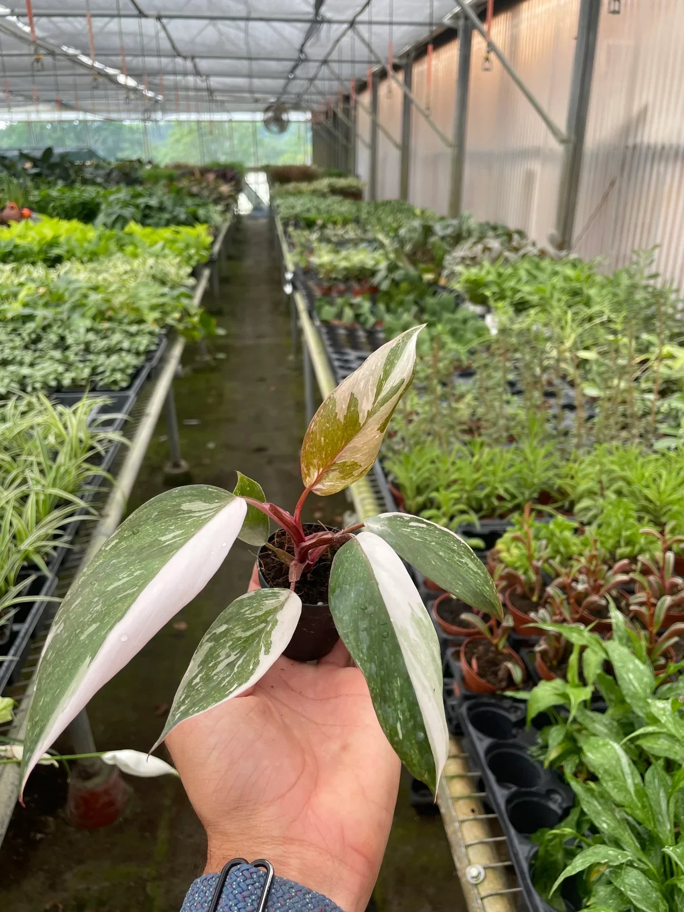 Philodendron 'Pink Princess' - Royal Blush Delight: Rare Variegated Wax Leaf Beauty